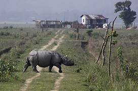 Pobitora Wildlife Tour